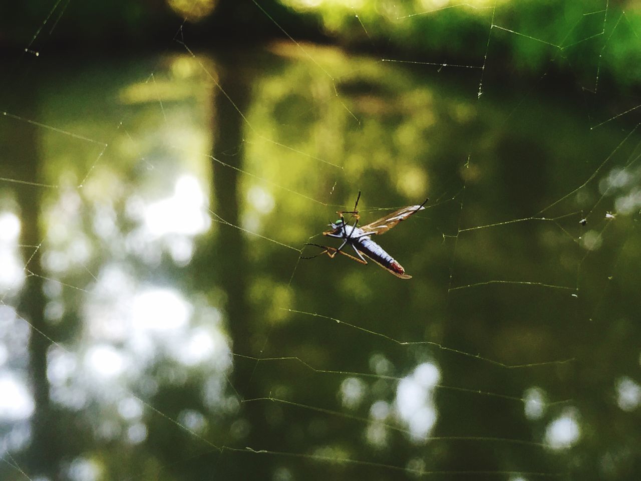 animal themes, insect, one animal, animals in the wild, spider web, wildlife, spider, focus on foreground, close-up, nature, selective focus, outdoors, web, no people, day, full length, natural pattern, spinning, beauty in nature, zoology