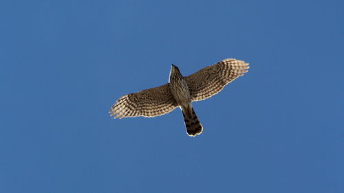 Low angle view of eagle flying against clear blue sky