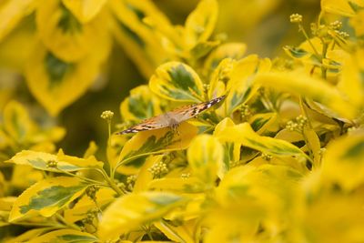 Close-up of insect on yellow leaves