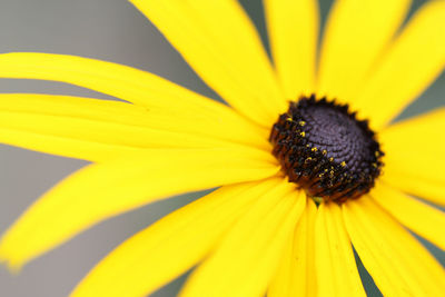 Close-up of yellow flower blooming outdoors