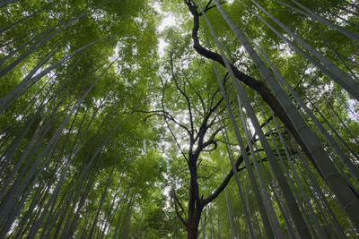 Low angle view of bamboo trees in forest