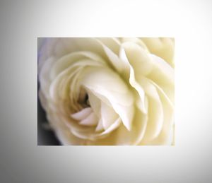 Close-up of white rose over white background