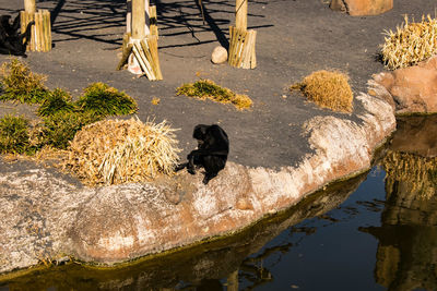 High angle view of birds drinking water