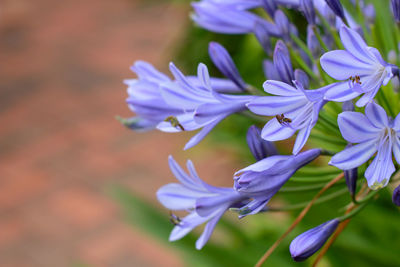 Close-up of purple flowering plant