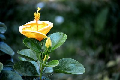 Close-up of orange flowering plant