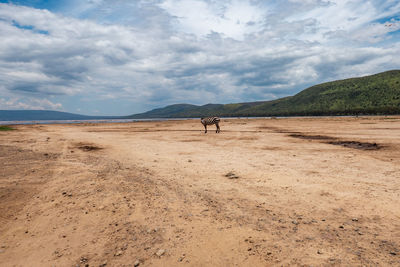 A lone zebra against the background of lake nakuru, kenya