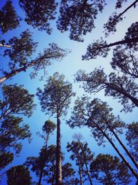 Low angle view of trees against sky