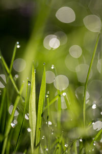 Close-up of water drops on grass