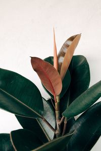 High angle view of red flowering plant