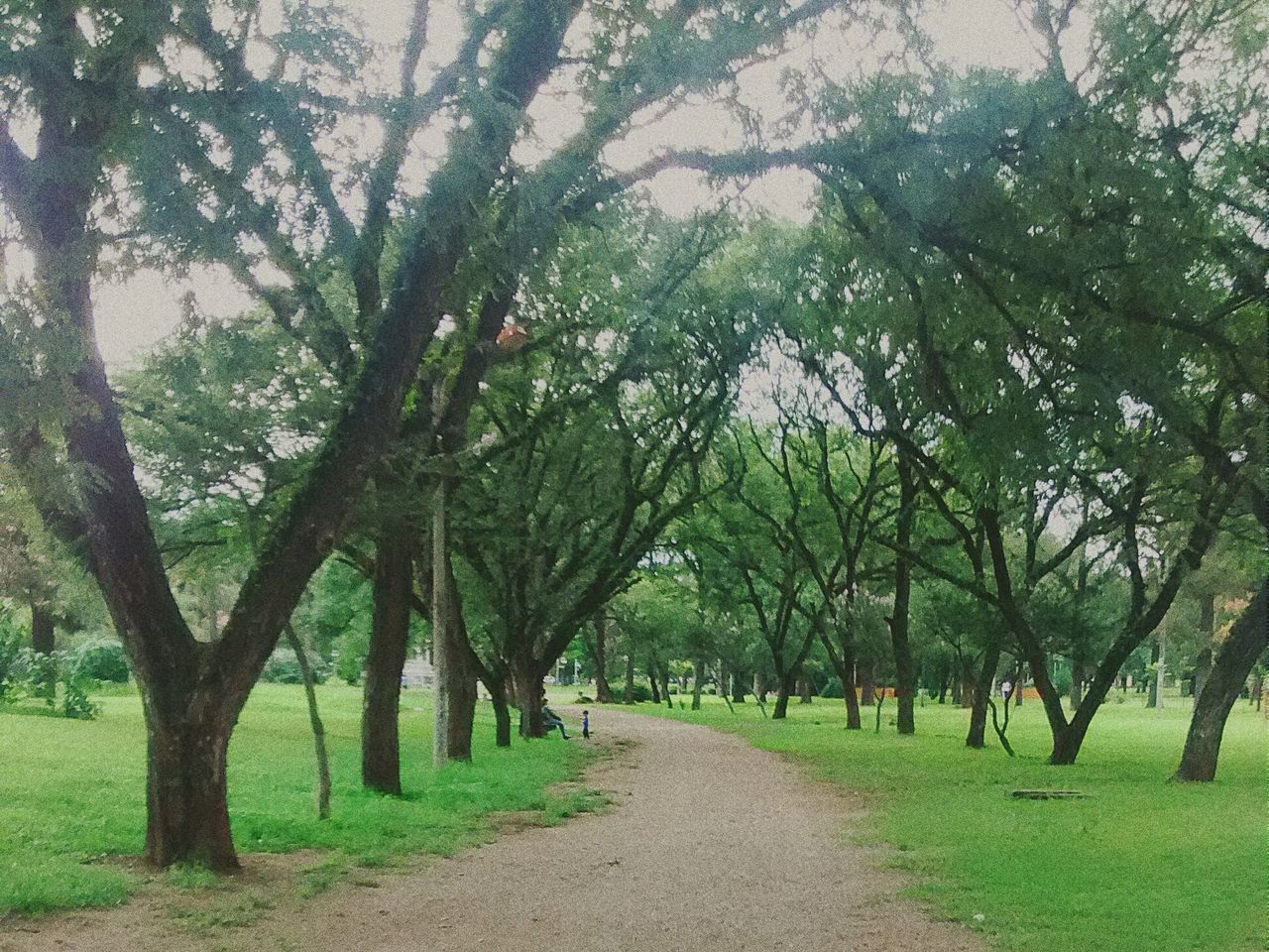 the way forward, tree, diminishing perspective, vanishing point, tranquility, dirt road, growth, treelined, road, footpath, nature, tranquil scene, green color, transportation, pathway, beauty in nature, tree trunk, empty road, branch, long