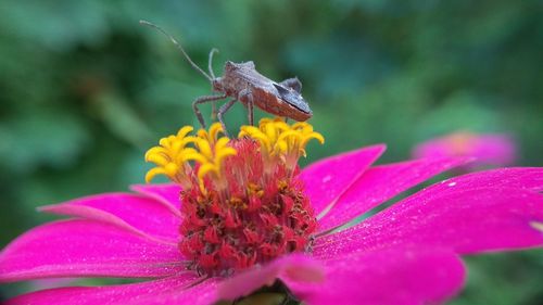 Close-up of butterfly pollinating on pink flower