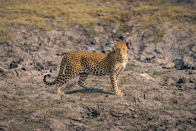 Cheetah walking on field