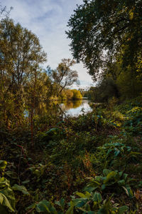Trees growing in forest against sky