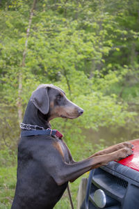 Dog looking away