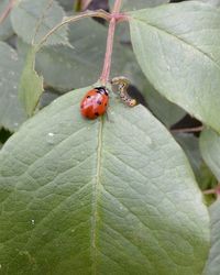 Close-up of insect on leaf