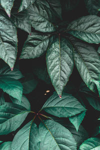 Full frame shot of leaves