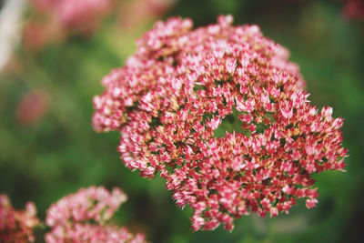 Close-up of pink flowers