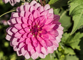 Close-up of pink flower blooming outdoors