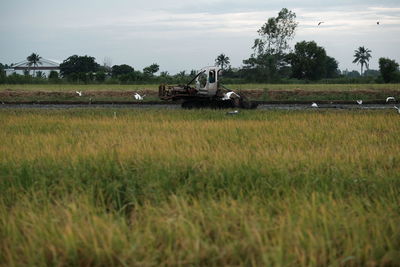 Scenic view of agricultural field against sky