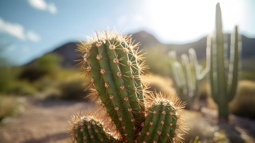 Close-up of plant