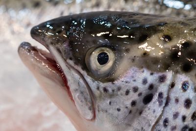 Close-up of dead sea salmon at sydney fish market