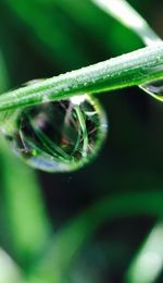 Close-up of water drops on leaf