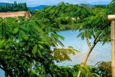 Trees by sea against sky