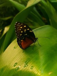 Close-up of butterfly on leaf