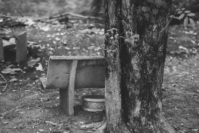 Close-up of tree trunk in forest