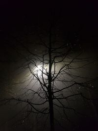 Low angle view of bare tree against sky at night