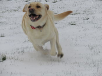 Dog running in snow