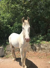 Horse standing on field