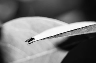 High angle view of fly on leaf