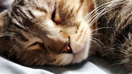 Close-up of cat sleeping