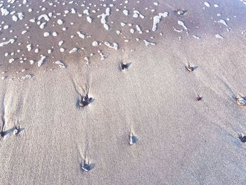 High angle view of crab on sand