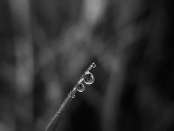 Close-up of water drop on leaf