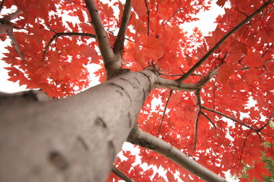 Close-up of leaves on tree