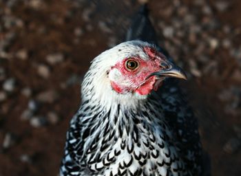 Close-up of domestic bird looking away