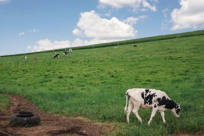 Cows grazing on field against sky