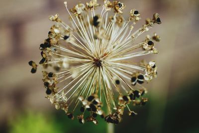 Close-up of flowers against blurred background