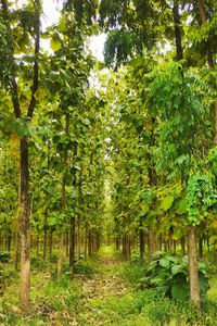 Trees growing in forest