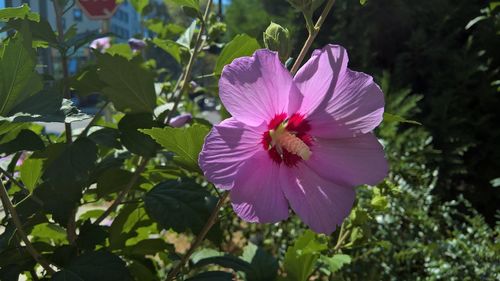 Close-up of pink flower