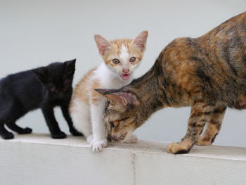 Portrait of cats on floor