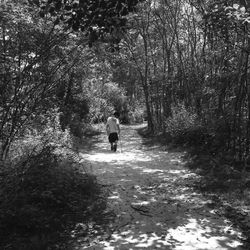 Rear view of people walking on footpath in forest