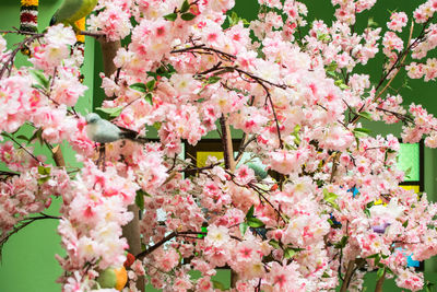 Close-up of pink cherry blossom tree