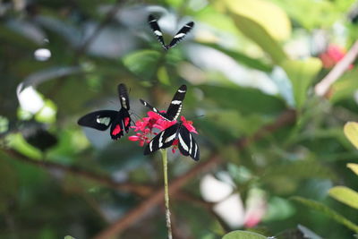 Close-up of butterfly pollinating on flower