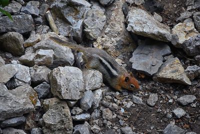 Western chipmunk rodent sciuridae found in north america  big cottonwood canyon rocky mountains utah