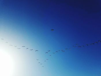 Low angle view of silhouette birds flying against clear blue sky