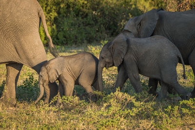 Elephant family walking on field