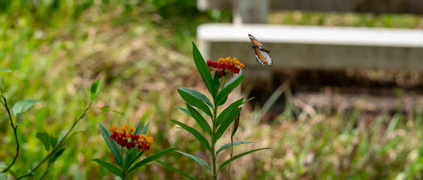 Close-up of butterfly on plant